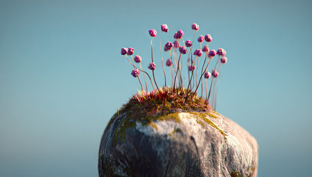 Close-up view of small, delicate pink flowers growing on top of a rock covered in moss.  The soft, pastel pink flowers are in sharp focus against the backdrop of a light teal-blue sky. The rock's textured surface and the moss add depth to the image.の素材