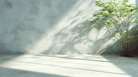 Empty room with a light gray concrete wall, a small plant, and shadows cast by sunlight.  The light and shadow patterns on the wall and floor create a tranquil and modern aesthetic.の素材