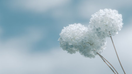 Two highly detailed, slightly translucent, white, spherical flower heads on thin stems are positioned in the right portion of the frame against a heavily blurred background dominated by pale blue and white tones resembling a cloudy sky. The lighting is soft, creating a gentle, almost icy or crystalline appearance for the flower structures.の素材