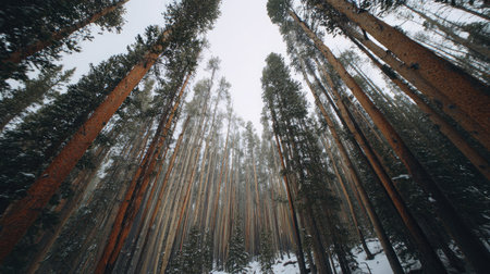 Tall pine trees reach towards a cloudy sky in a snow-covered winter forest.の素材