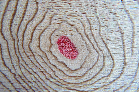 Wood grain texture features concentric rings with a vibrant pink spot.の素材