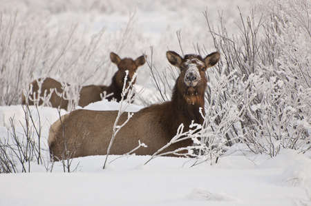Snow covered elkの写真素材