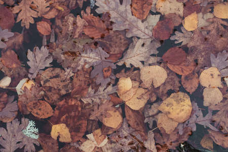 A closeup shot of autumn leaves on wooden backgroundの写真素材