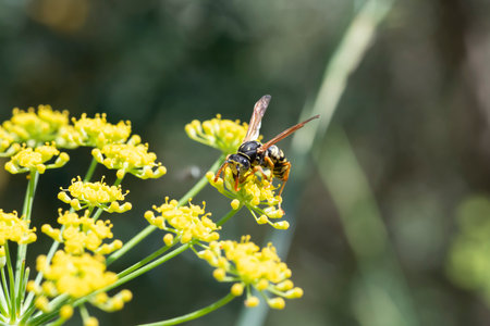 Close-up of a bee on a fennel flower in a garden in the south of France. Bee pollination and vibrant insect life in the garden.の写真素材