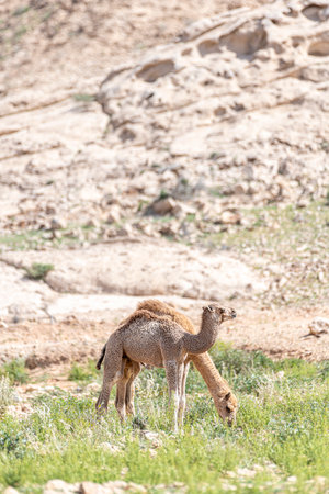Dromedary Camel Calves, babies Camels, Middle East, Arabian Peninsulaの写真素材
