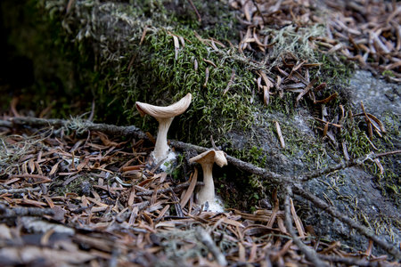 an isolated wild mushroom amidst the enchanting woods of the Pyrenees, France.の写真素材