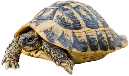 Hermann's tortoise (Testudo hermanni) against a white background. Corsica, France. Protected speciesの写真素材