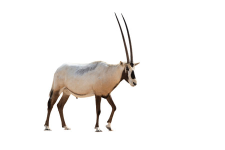 Isolated oryx over white background, animal of the desert of the Middle East and of the Arabian Peninsulaの写真素材