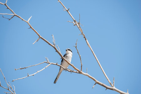 Small white and black bird perched on a branch against the vivid blue sky in the Hajar Mountains of Ras Al Khaimah Emirates, United Arab Emirates. Capturing the diverse wildlife of the Middle East and the Arabian Peninsulaの写真素材