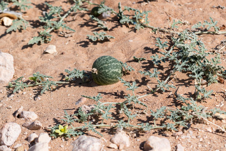 Globular desert squash fruit, apple-sized, thriving in the gravel desert of the United Arab Emirates. Abundant vegetation in the arid Middle East desert.の写真素材