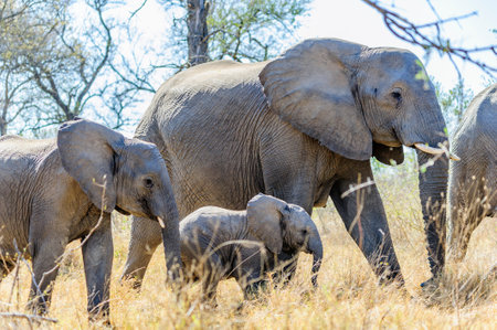 Young elephants cross the South African bush. Wildlife in their natural habitat in Africaの写真素材