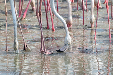Greater Flamingoes feeding in the lush wetlands of the Middle East, showcasing the rich wildlife of the Arabian Peninsulaの写真素材