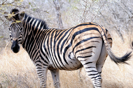 African Zebra in its native South African habitat. Capturing the essence of African wildlifeの写真素材