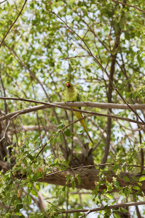 Green Parrot looking at the camera and perched on branch, Urban Wildlife, lush green foliage in backdrop, birds of the Middle East, biodiversity of the Arabian Peninsulaの写真素材