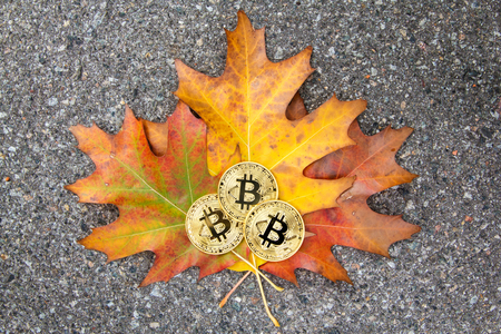 Three Bitcoin golden coins lie on colorful autumn leaves, closeup, blank. Cryptocurrency conceptの写真素材