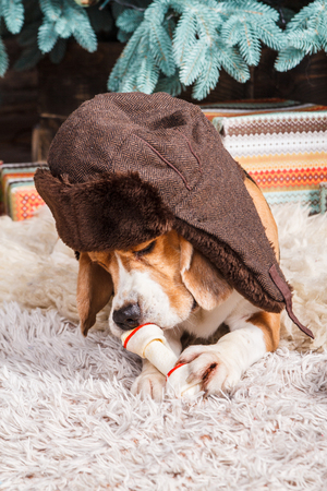 Funny beagle dog in russian style brown fur hat with ear flaps lies on fur carpet, holding and eating artificial bone near New Year tree. Closeup studio portrait. New Year Concept.の写真素材