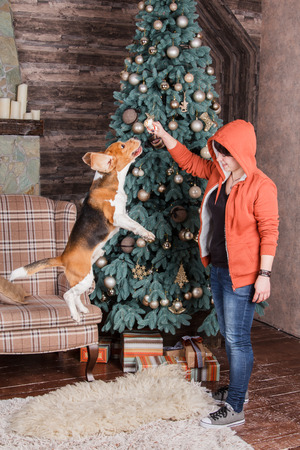 Jumping beagle dog with its female owner near New Year treeの写真素材