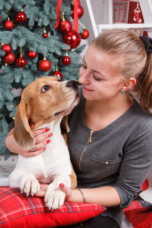 A pretty young lady hugging cute beagle dog as they are looking at each other on the New Year eveの写真素材
