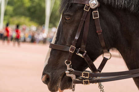 Black Horse with white blaze standing in front of the Buckingham palace in London UK
