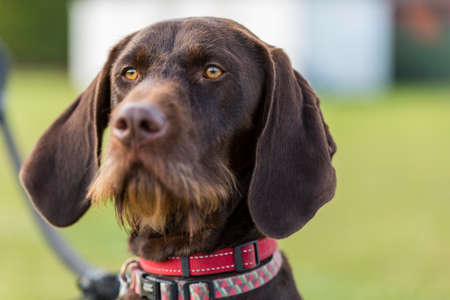 Labrador retriever standing in a rugby field in Ipswich UKの写真素材