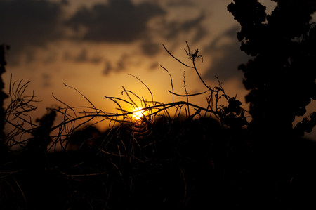 sunny orange sunset amid the forest and mountainsの写真素材