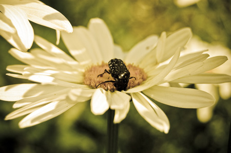 black beetle sits on a large daisy in the sunlightの写真素材