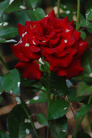 big red rose with big blurred blurred backgroundの写真素材