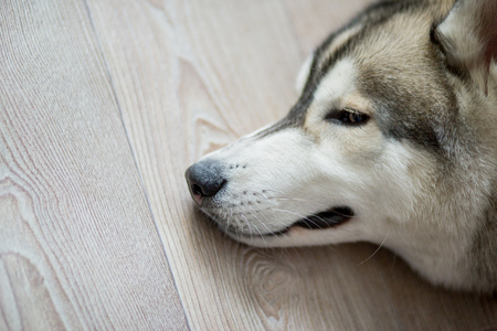 white gray husky dog sitting in the kitchenの写真素材