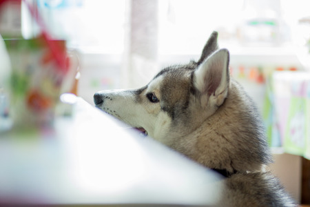 white gray husky dog sitting in the kitchen
