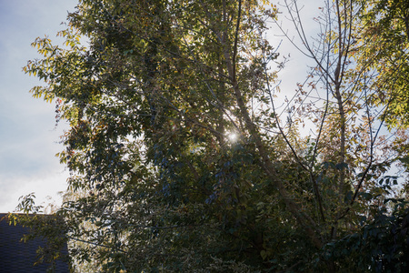 sun over a wooden house in the forestの写真素材