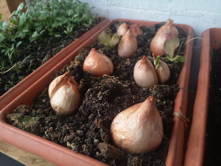 plants grow on the balcony onions and parsleyの写真素材