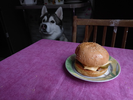 burger on the kitchen table with white breadの写真素材