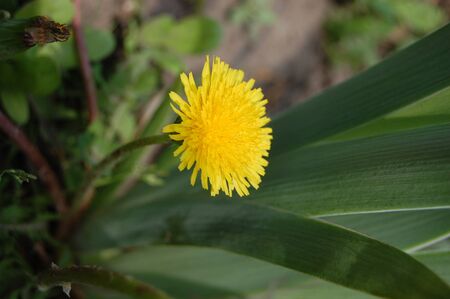 yellow dandelion blooms in spring in grassの写真素材
