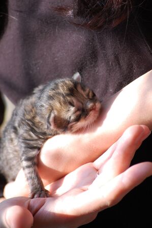 little beautiful fluffy kitten sleeps in armsの写真素材