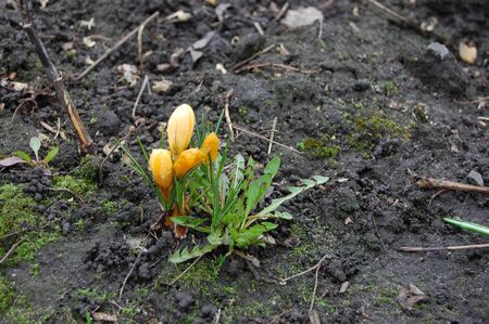 yellow saffron grows from the ground springの写真素材