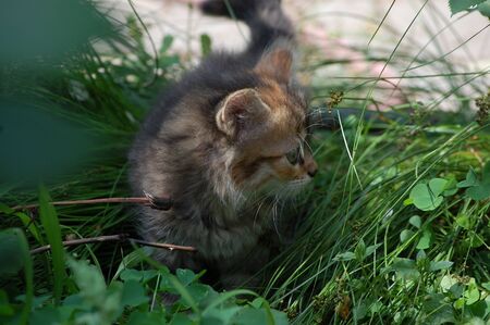 little beautiful kitten sits in the green grass the gardenの写真素材