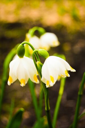 lilies of the valley grow from ground and bloomの写真素材