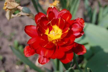 beautiful red tulip blooms in spring gardenの写真素材