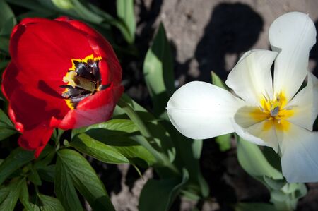 red tulip blooms in spring gardenの写真素材