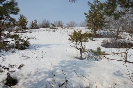 snowy hill with snow trees in winterの写真素材