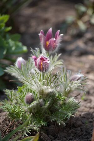 lumbago flower grows in garden from the groundの写真素材