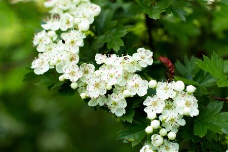 beautiful white flowers grow in a park on treeの写真素材