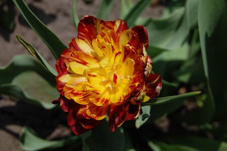 marigold flower blooms in garden withの写真素材