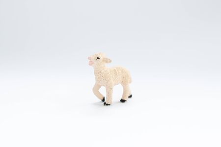 toy lamb on white backgroundの写真素材