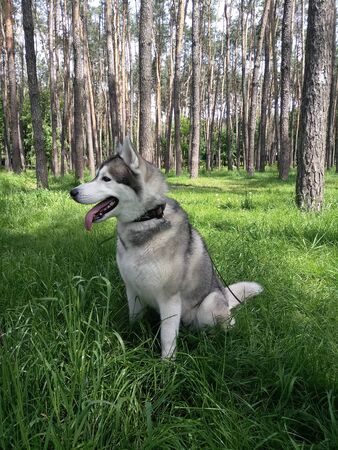 husky dog is sitting on the grass in parkの写真素材