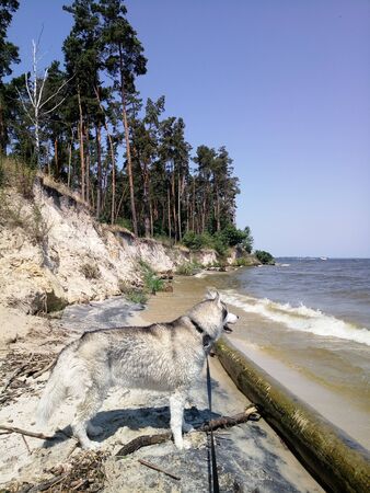Husky dog on river bankの写真素材