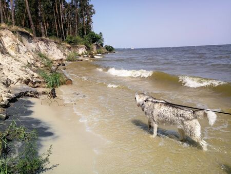 Husky dog on river bankの写真素材