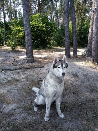 a husky dog in the forestの写真素材