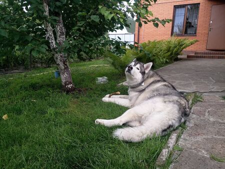 Husky dog lies in grass near the houseの写真素材