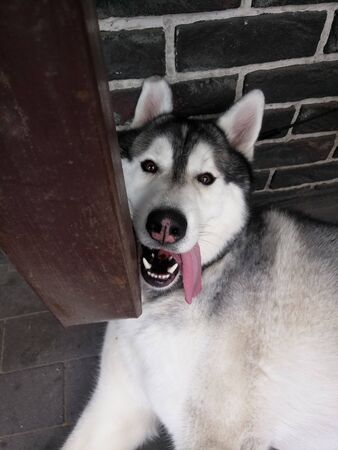 a Husky dog with outstretched tongue onの写真素材